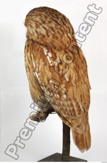 Tawny owl - Strix aluco 0021